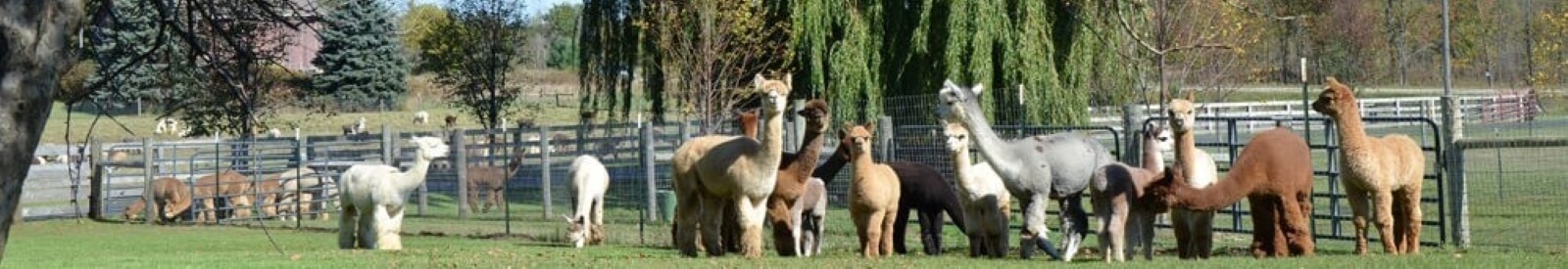 Fun in the Country Alpacas