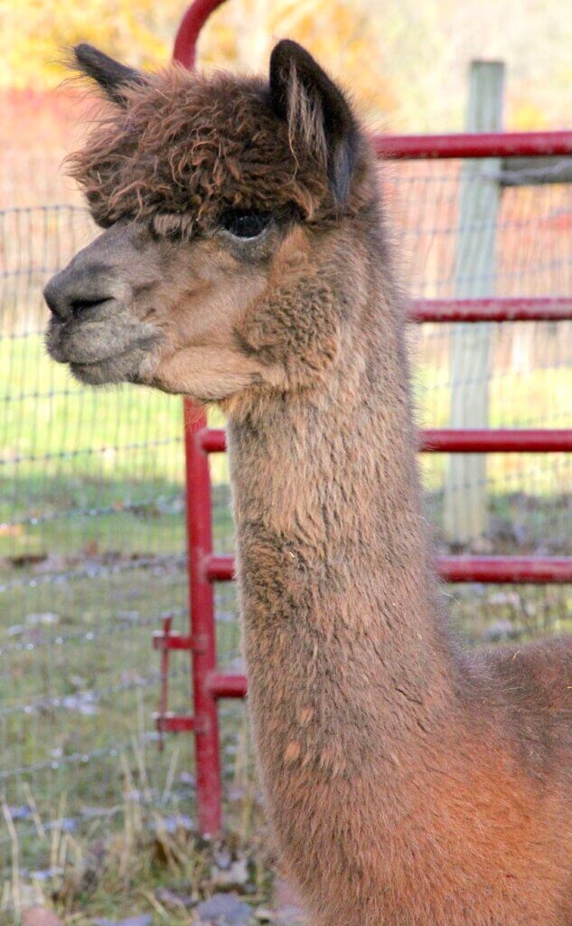 Fun In The Country's Rhea