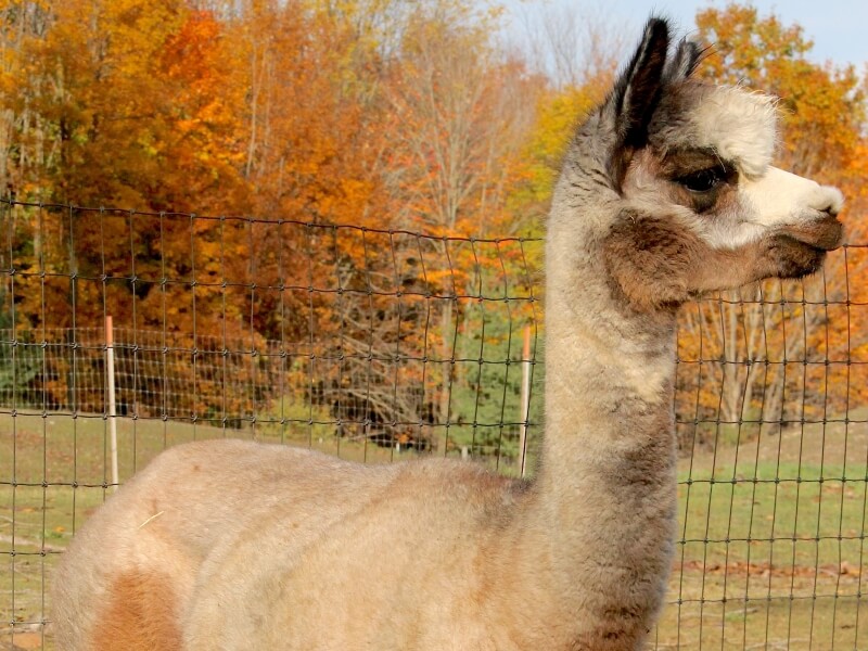 Fun In The Country's Zerendipity