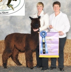 Daughter FITC Perfect Showstopper
