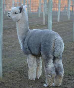 Fun In The Country's Liquid Silver Fun In The Country's Liquid Silver