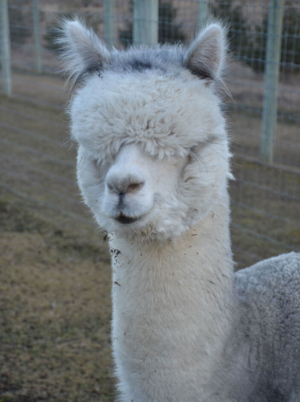 Fun In The Country's Liquid Silver Fun In The Country's Liquid Silver