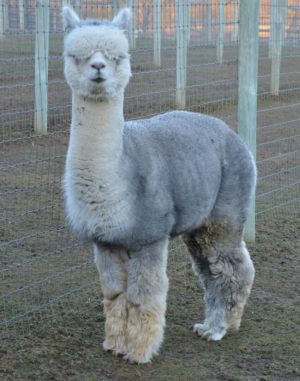 Fun In The Country's Liquid Silver Fun In The Country's Liquid Silver