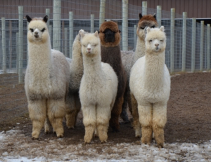 Alpaca life