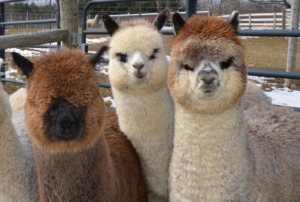 Grey Alpaca