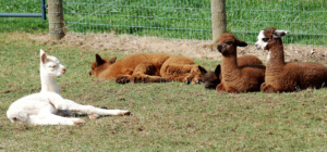Sunbathing Crias