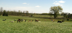 Laying in the pasture photo