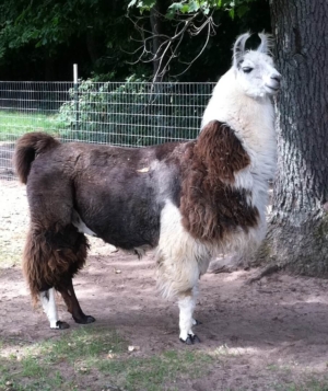 Llama Standing Proud