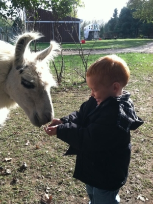 Kids feeding Llama