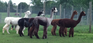 Alpacas on alert