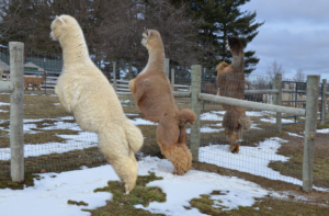 Trying to get to the girls