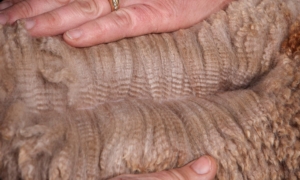 Mr Personality's Fleece - Outstanding! Fun In The Country's Mr Personality Fleece