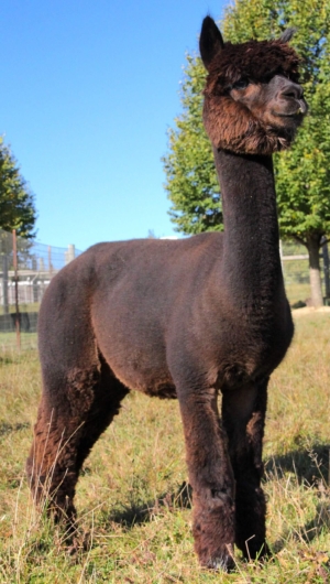 Fun In The Country's Mufasa Fun In The Country's Mufasa