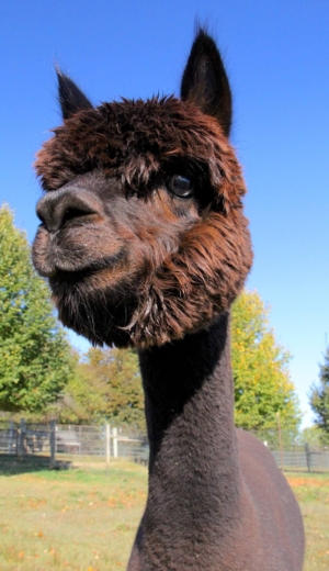 Fun In The Country's Mufasa Fun In The Country's Mufasa