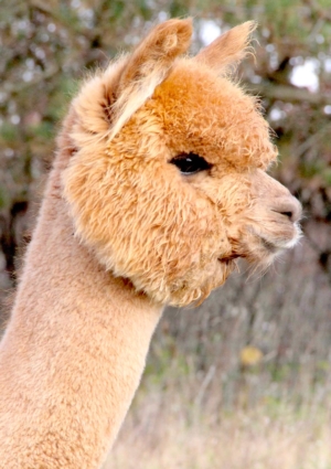 Fun In The Country's Tafaya Junior Fun In The Country's Tafaya Junior