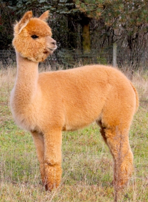 Fun In The Country's Tafaya Junior Fun In The Country's Tafaya Junior