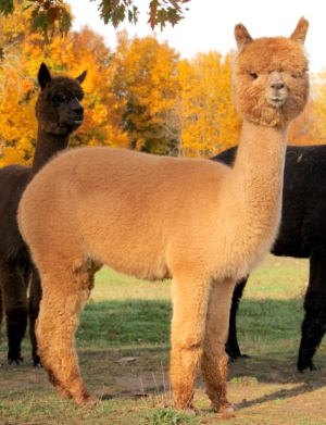 Fun In The Country's Tafaya Junior Fun In The Country's Tafaya Junior