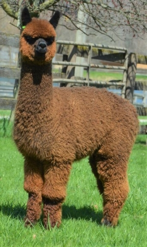 As a yearling SA Rock On