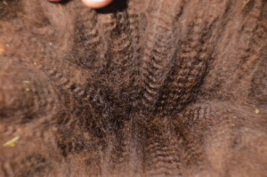 Rock On's Fleece - Beautiful! SA Rock On Fleece
