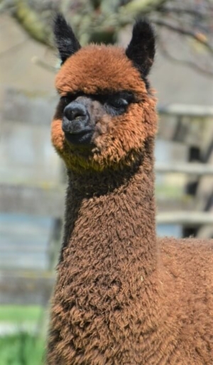 As a yearling SA Rock On