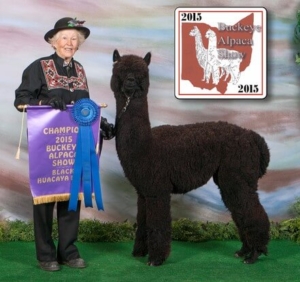 Sire Snowmass Midnight Diamante