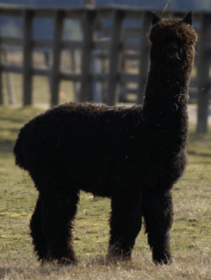 Sire Snowmass Royal Knight
