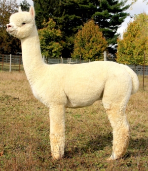 TWF Peruvian Empyre TWF Peruvian Empyre