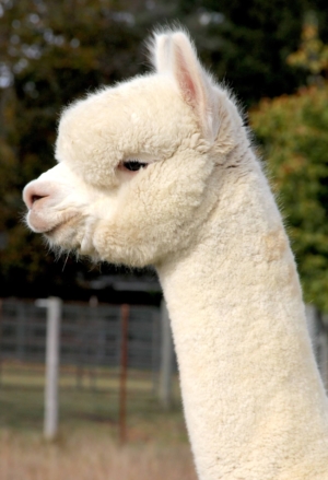 TWF Peruvian Empyre TWF Peruvian Empyre