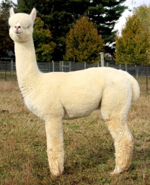 TWF Peruvian Empyre TWF Peruvian Empyre