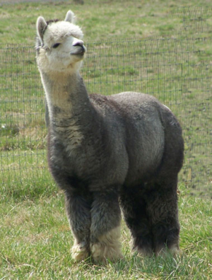 Grandsire AABC Navigator