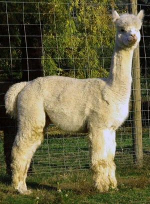 Sire DDF Peruvian Rico Suave
