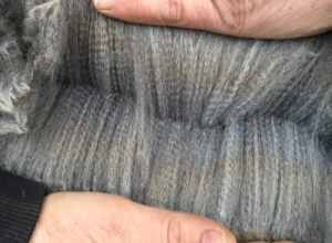 Gracious' Fleece - Beautiful! Fun In The Country's Gracious