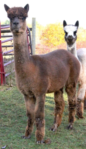 Fun In The Country's Rhea Fun In The Country's Rhea
