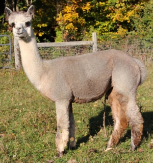 Fun in the Country's Thelia Sophia