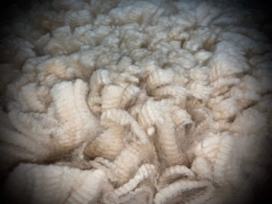 Kurious Kitty's Fleece 2016 Kurious Kitty's Fleece 2016