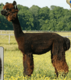 As a yearling MFI Barbie's Momento