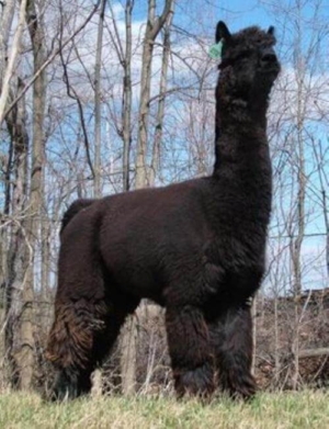 Grandsire MFI Peruvian Black Mesquite