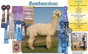 Sire MFI Rambunctious