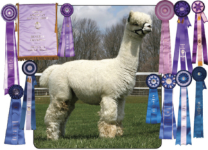 Grandsire My Peruvian Frontrunner