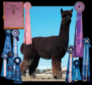 Grandsire My Peruvian Obsydian