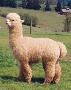 Grandsire PCA Accoyo El Nino