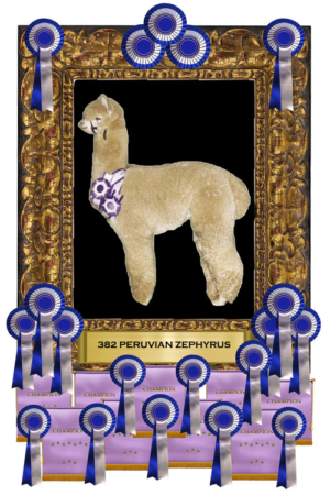 Grandsire 382 Peruvian Zephyrus