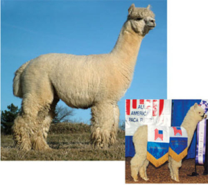 Grandsire Snowmass Millenium