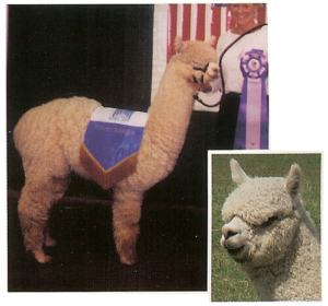 Great Grandsire Snowmass Quechua