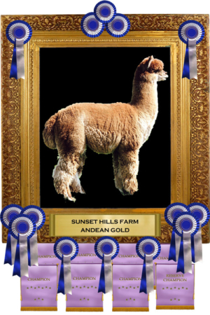 Sire Sunset Hills Farm Andean Gold